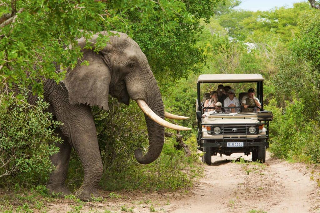 Elephant walking into the main dirt road.
